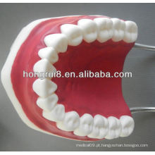 Modelo de Cuidados Dentários Médicos de Estilo Novo, modelo de dente plástico